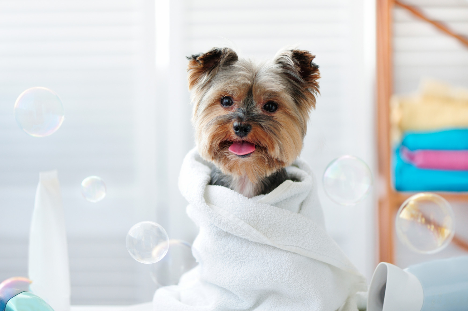 about our grooming practice  Williston, ND 